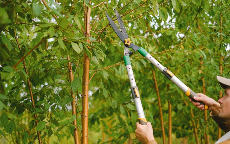 Tree trimming in Bean Station, TN